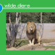 WILDE DIERE